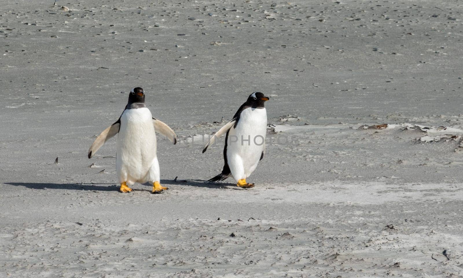 Pair of Gentoo penguins walking on beach to sea at Bluff Cove Falkland Islands