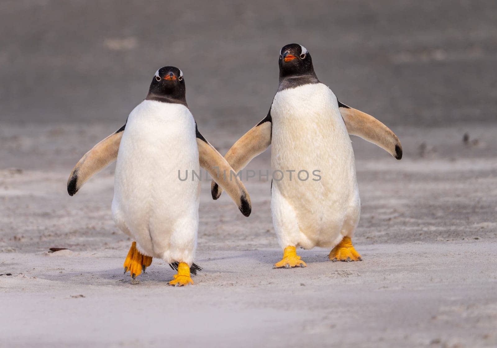 Pair of Gentoo penguins walking on beach to sea at Bluff Cove Falkland Islands