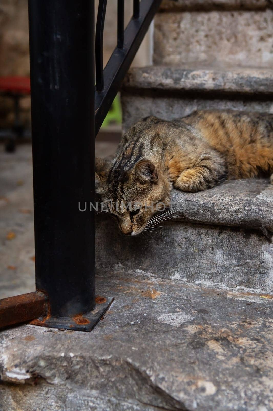 Very beautiful cat on the colorful steps in the city of Istanbul, homeless cats, homeless animals in urban cities, street stairs. by sfinks