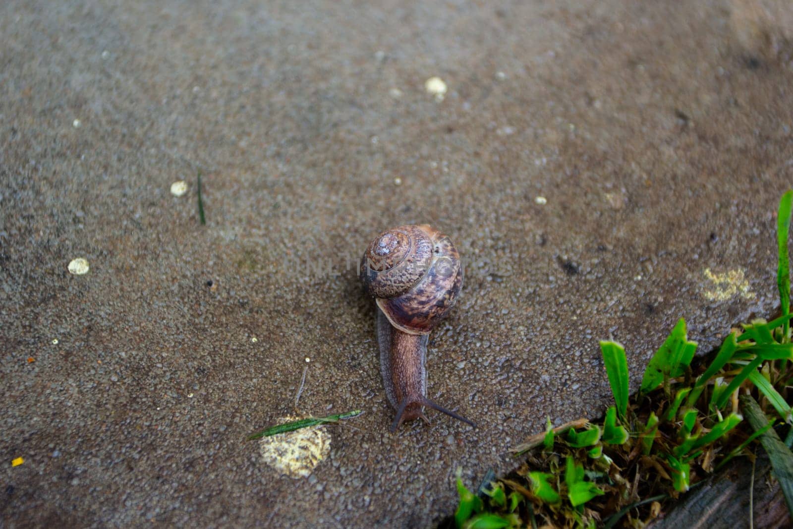 A snail crawls on concrete and green grass. Ecology and insects.