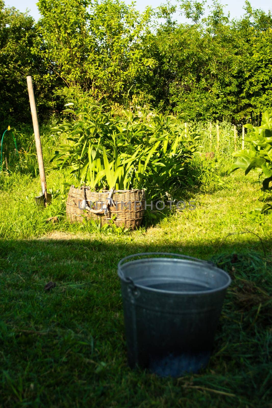 Metal bucket with water in the garden on the background of green grass. Gardening and harvesting.