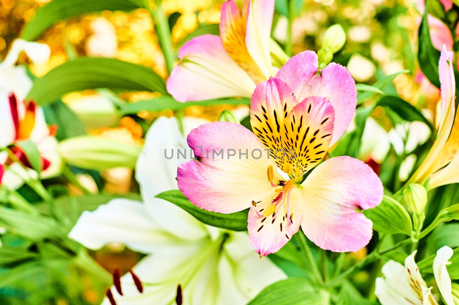 a bulbous plant with large trumpet shaped, typically fragrant, flowers on a tall, slender stem.