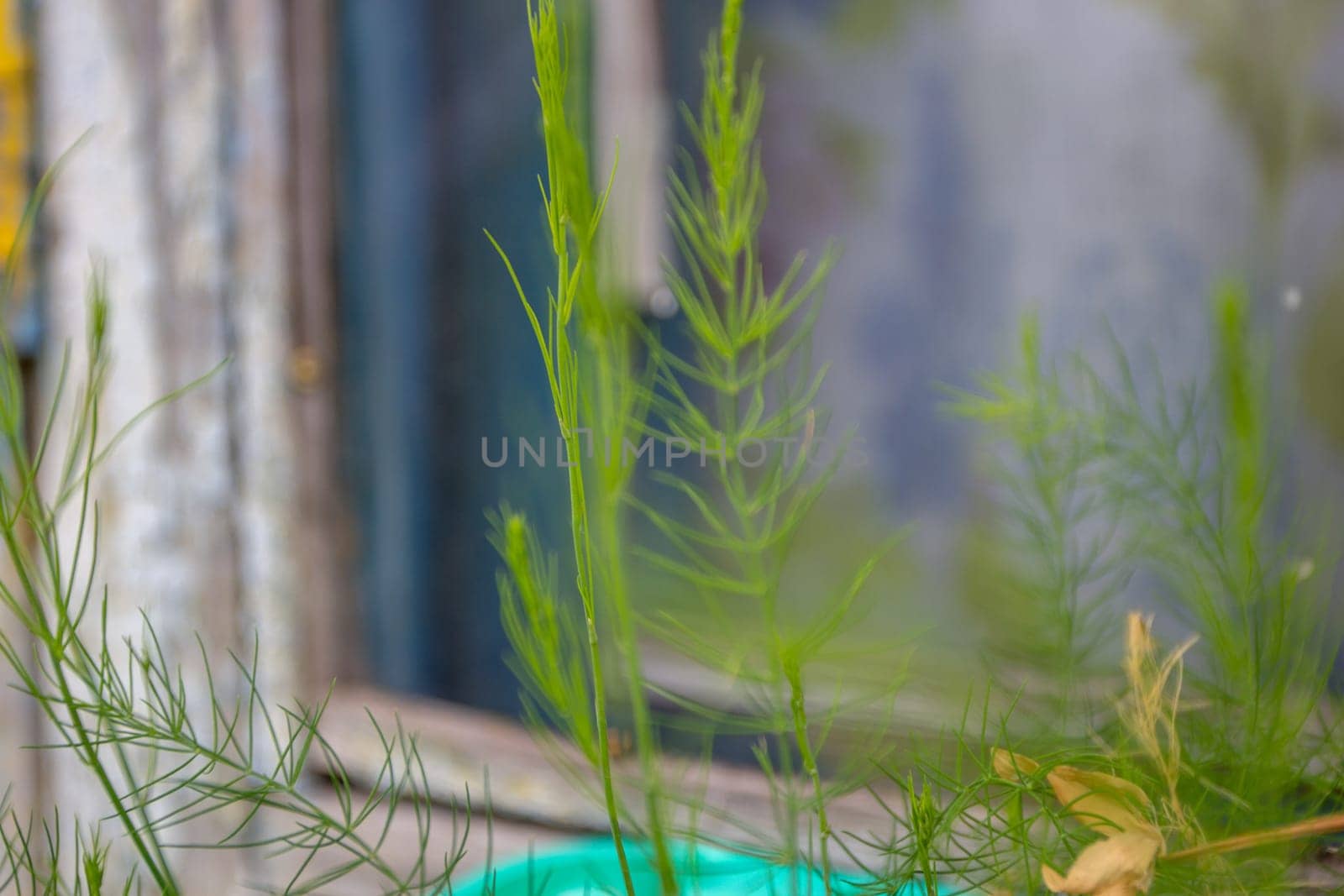 Young shoots of green asparagus on the background by electrovenik