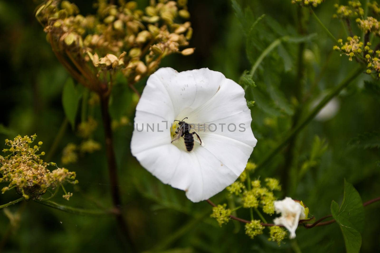 The insect sits in a white flower on a background of greenery and other flowers. Insects and plants.