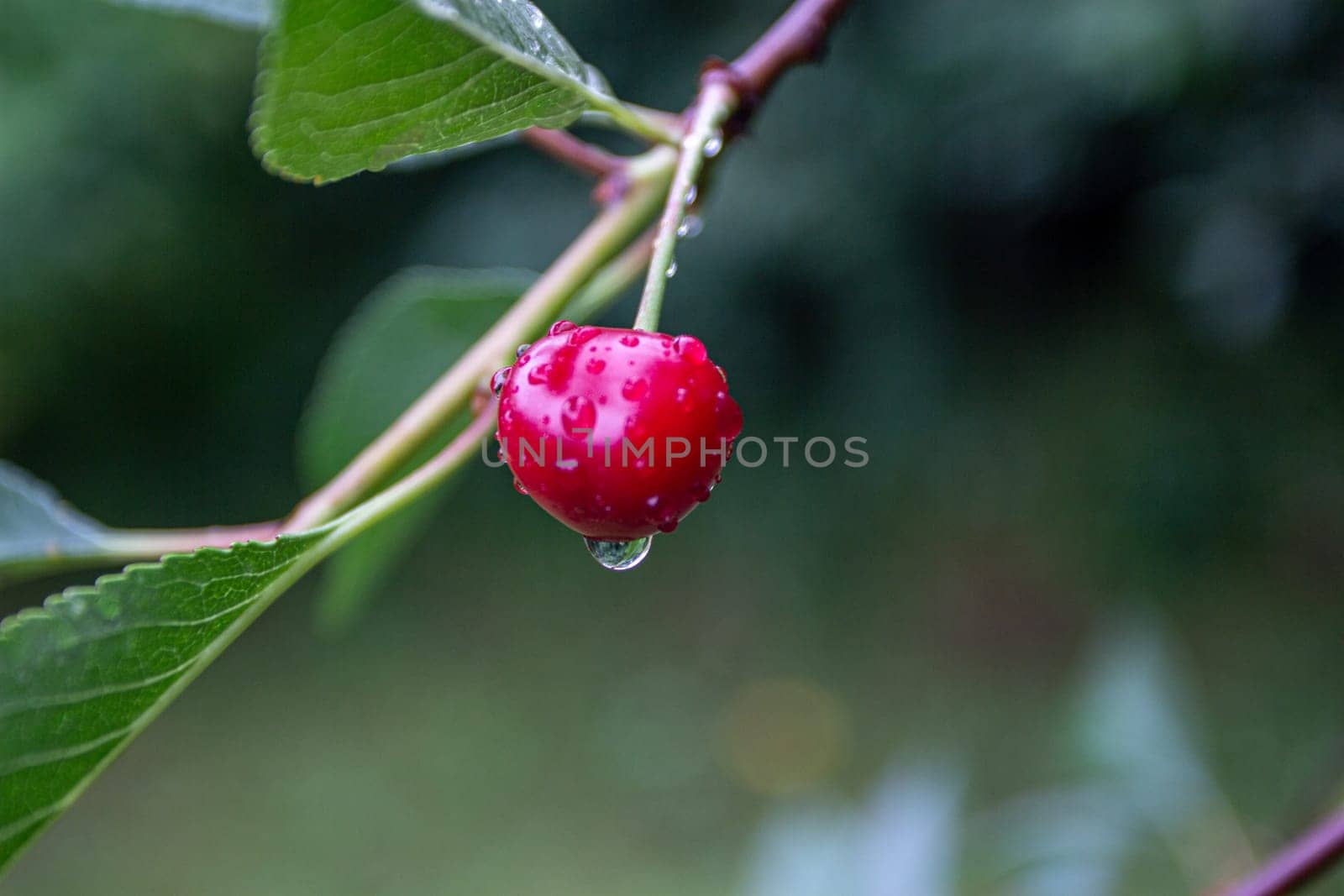 A red cherry berry on a branch with water droplets. Harvest in the garden. Natural agriculture. Ripe fruits.