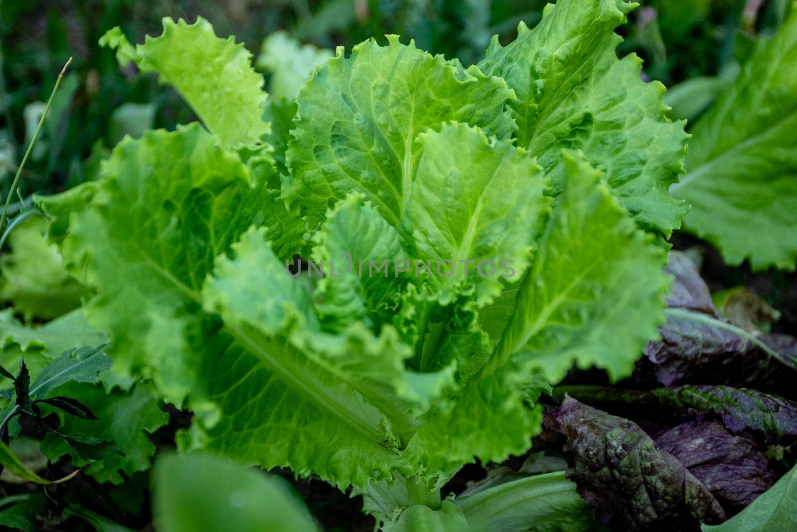 Green leaf lettuce in close-up on a bed among other plants. Gardening. the course of the plants. Eco-friendly food.