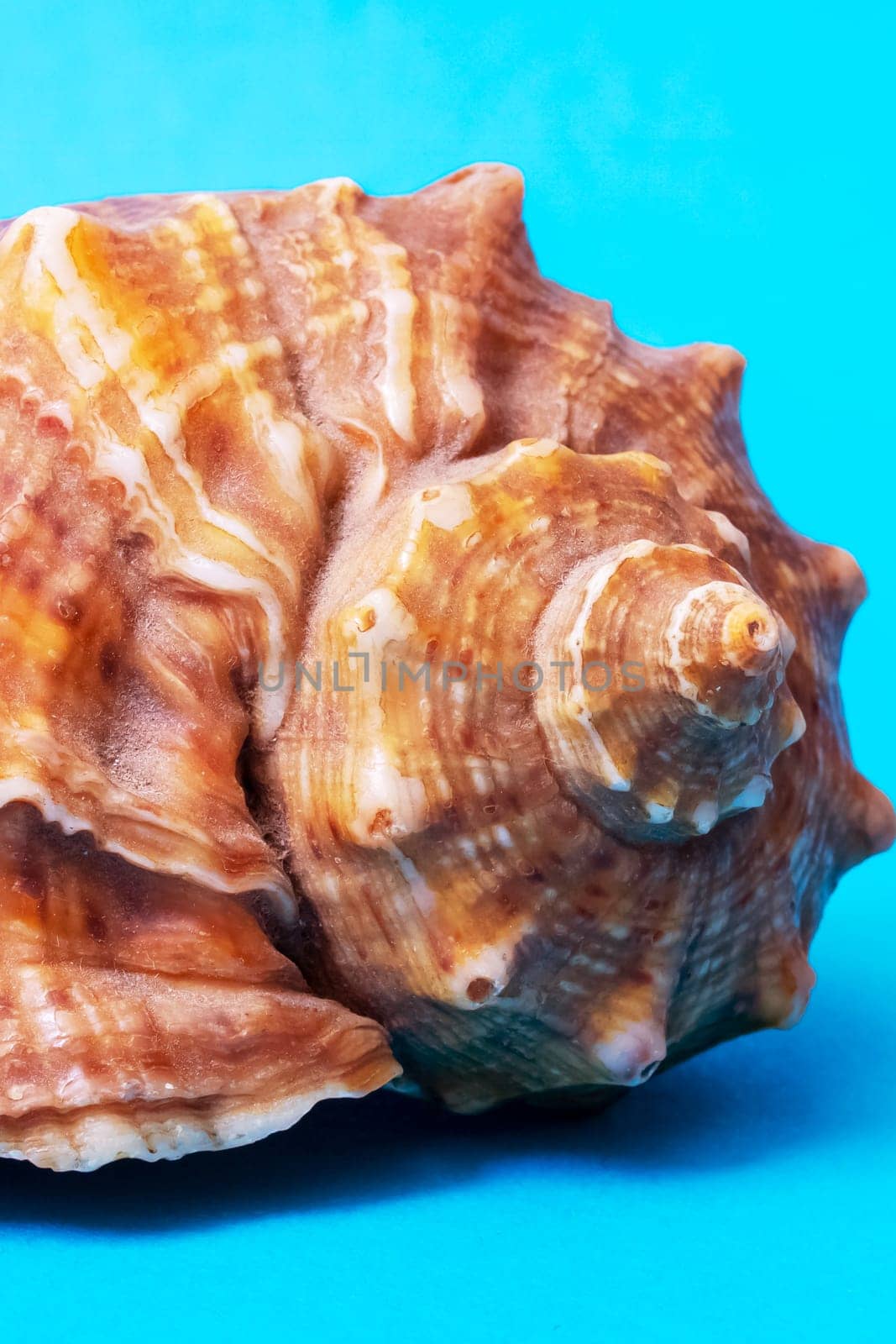 Large seashell on a blue background close up