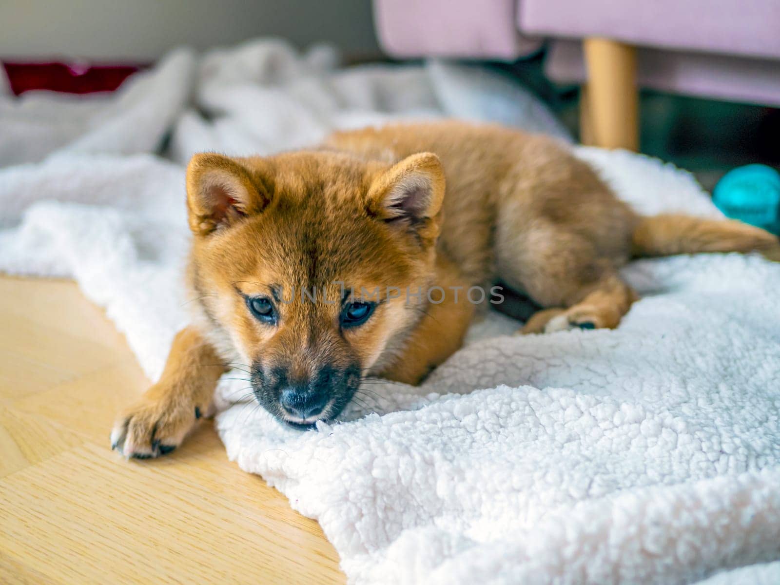 Portrait of cute Shiba Inu small dog, puppy, Close up. Dogecoin. Red-haired Japanese dog smile portrait. Illuminating color, cryptocurrency, electronic money. High quality photo for postcard