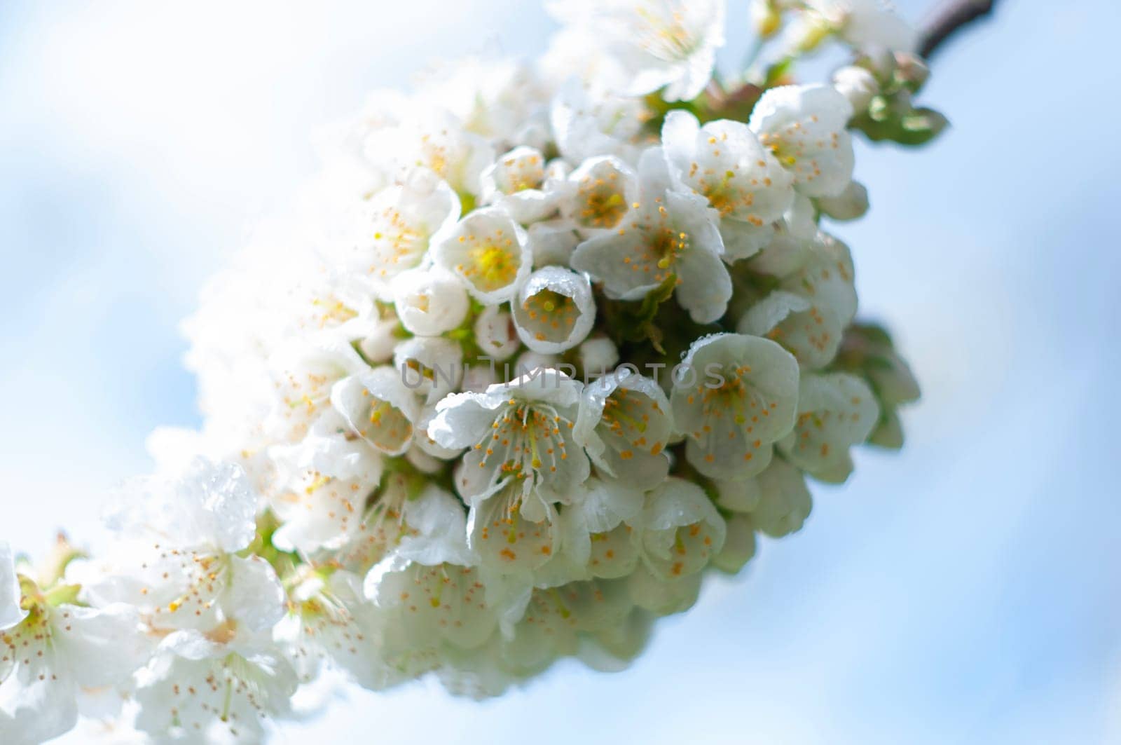 selective focus cherry blossom branch in early spring small white flowers against blue sky. High quality photo