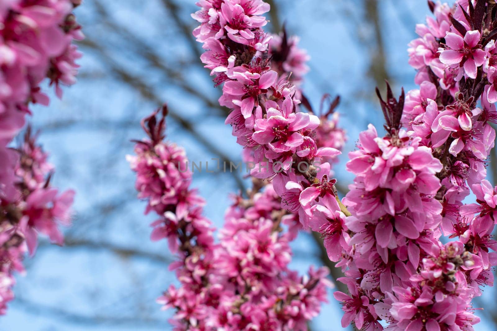 luxurious flowering peach branches, delicate pink flowers against the blue sky by KaterinaDalemans