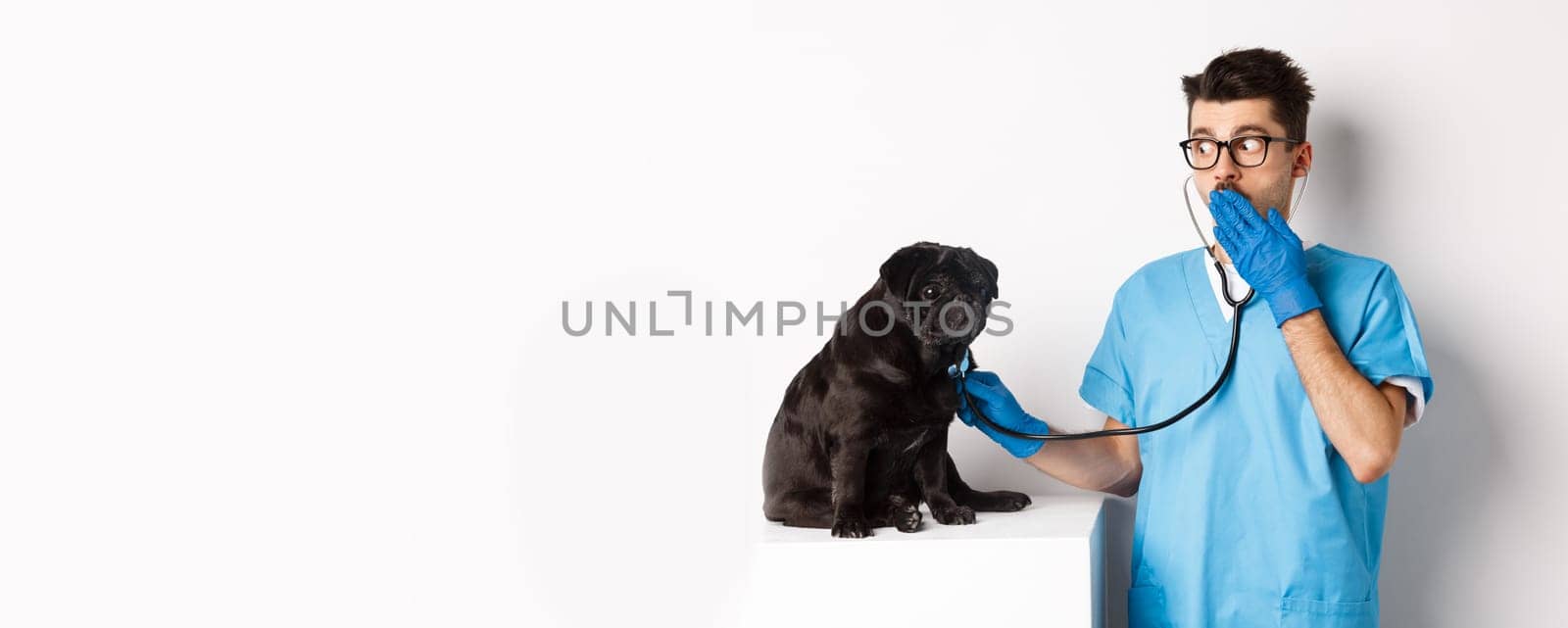 Shocked doctor in vet clinic examining dog with stethoscope, gasping amazed while cute black pug sitting still on table, white background.