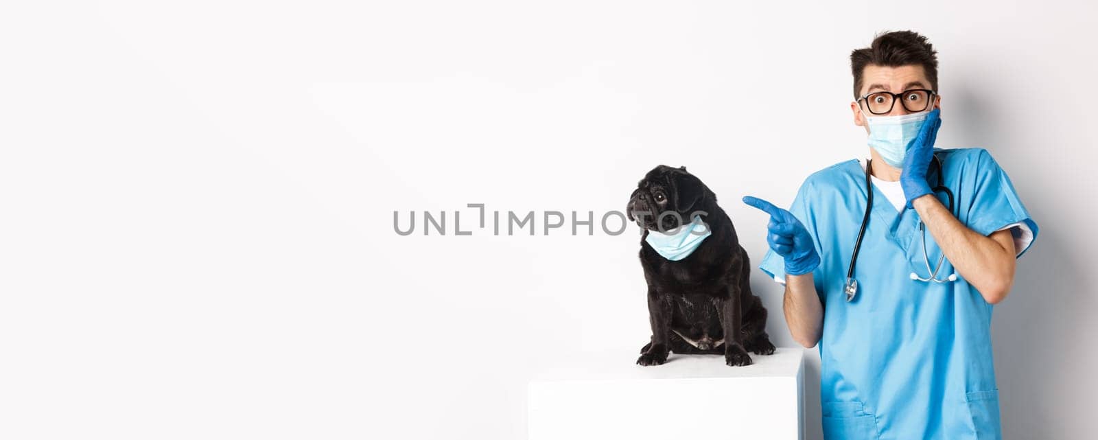 Cute black pug dog in face mask looking left at promo banner while doctor in veterinarian clinic pointing finger, standing over white background.