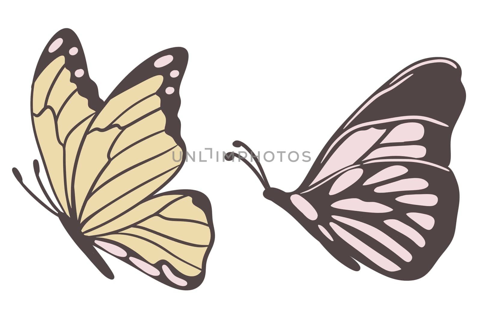 Hand drawn illustration of butterfly moth insect in beige brown colors. Nature species arthropod, minimalist style, earth tone drawing, garden forest animal, trendy decor element, neutral faded print