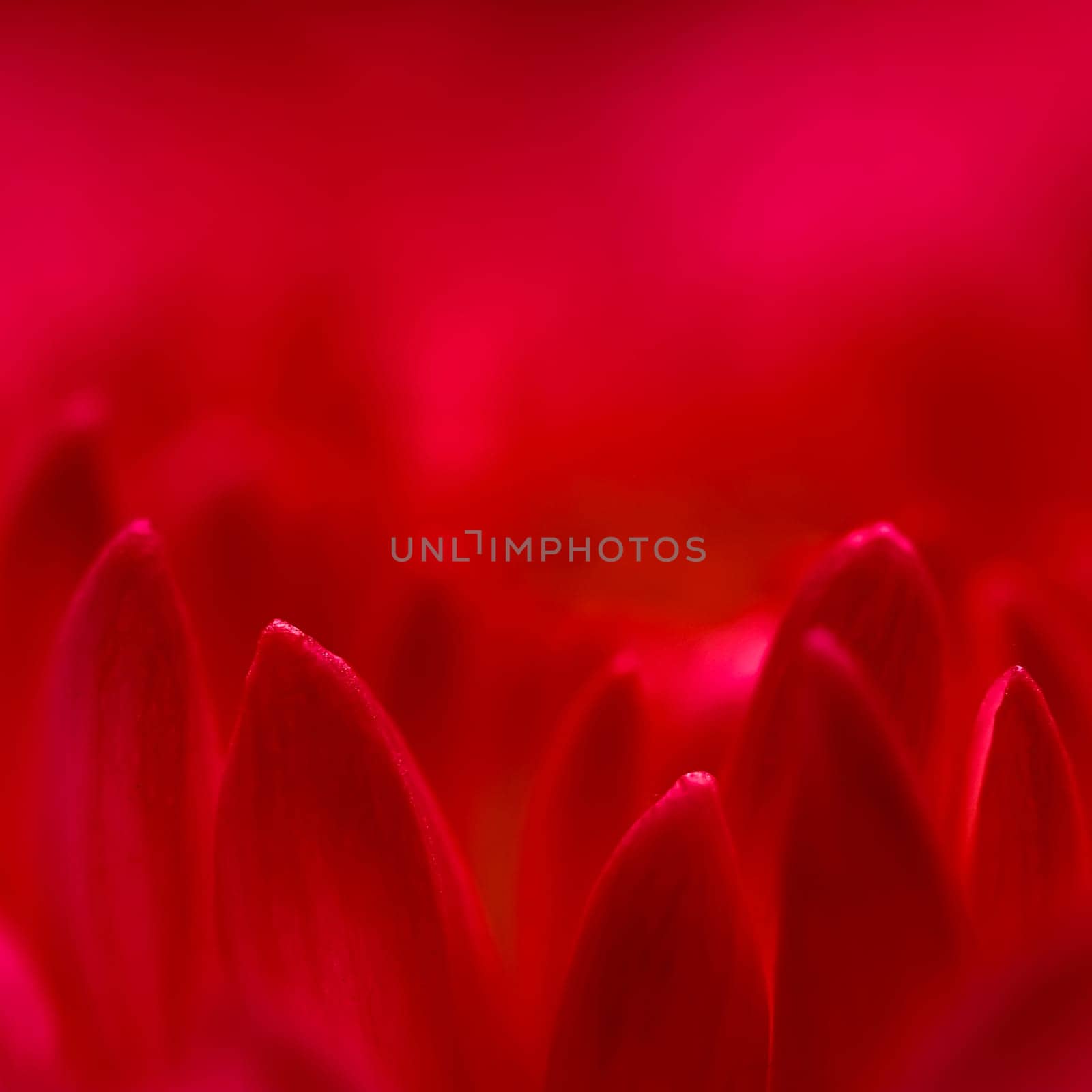 Abstract floral background, red purple chrysanthemum flower petals. Macro flowers backdrop for holiday design. Soft focus