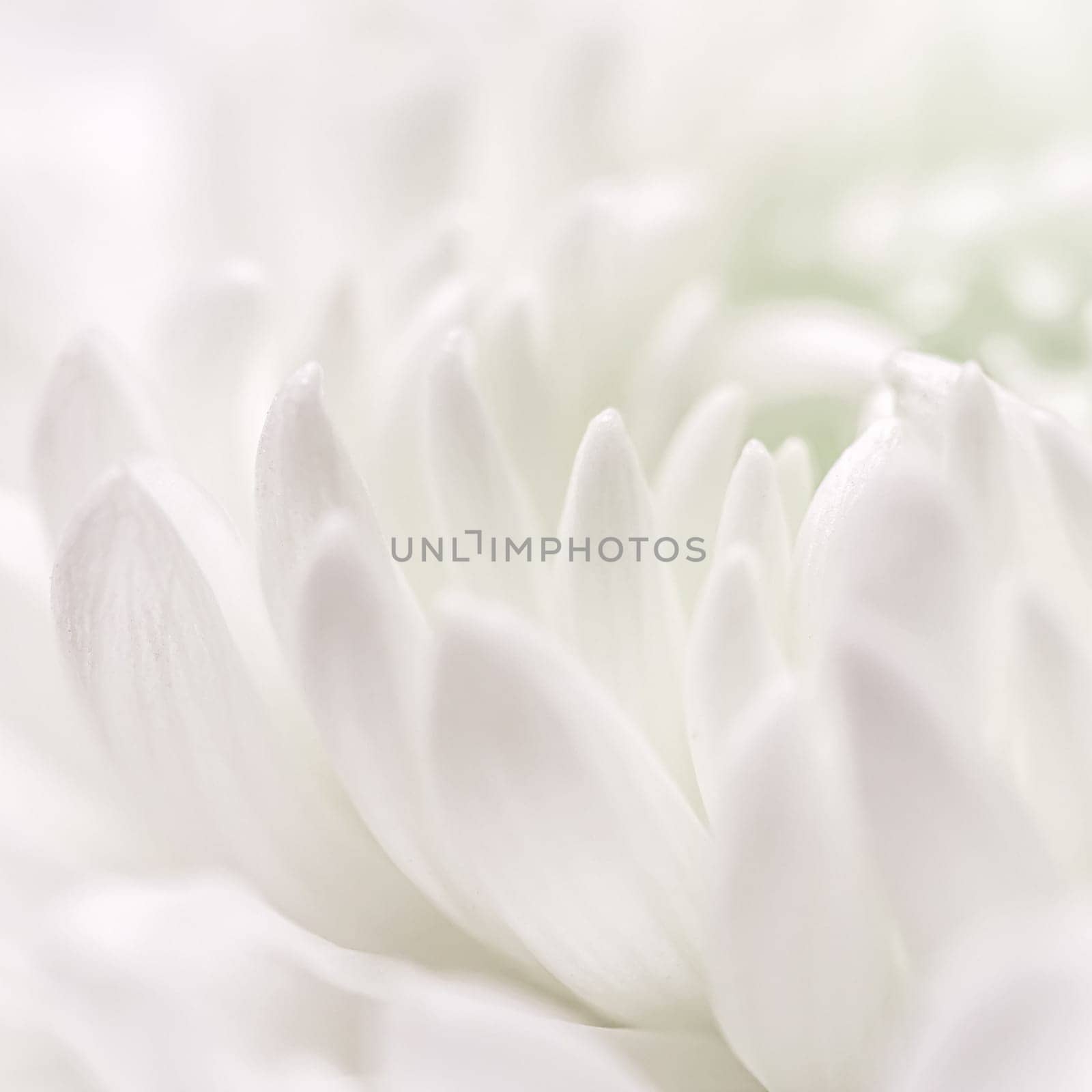 Abstract floral background, white purple chrysanthemum flower petals. Macro flowers backdrop for holiday design. Soft focus