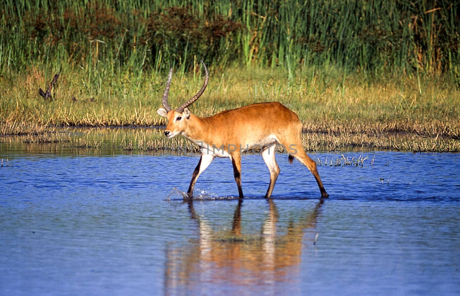 Lechwe (Kobus leche), Moremi Wildlife Reserve, Ngamiland, Botswana, Africa