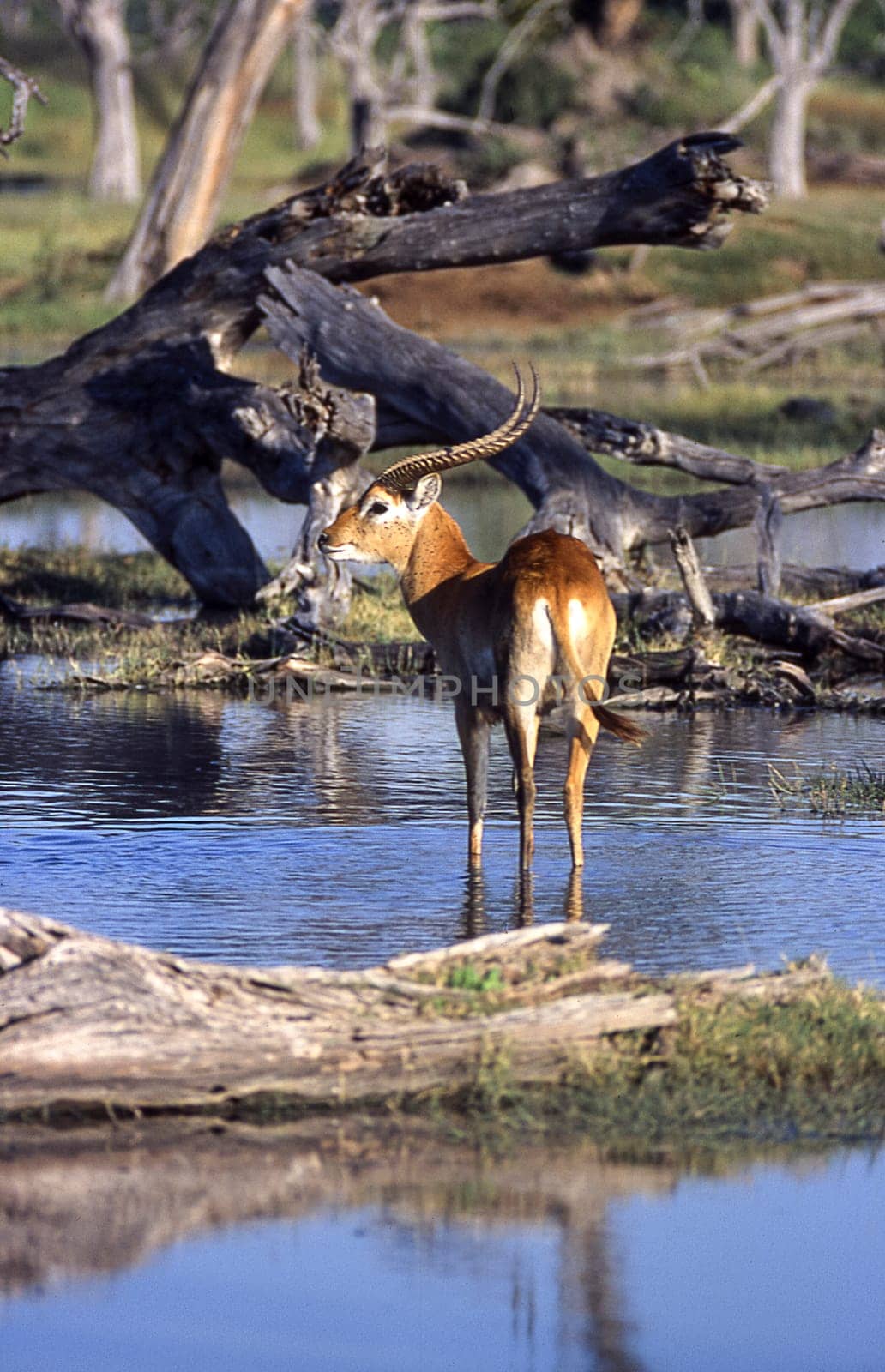 Lechwe (Kobus leche), Moremi Wildlife Reserve, Ngamiland, Botswana, Africa