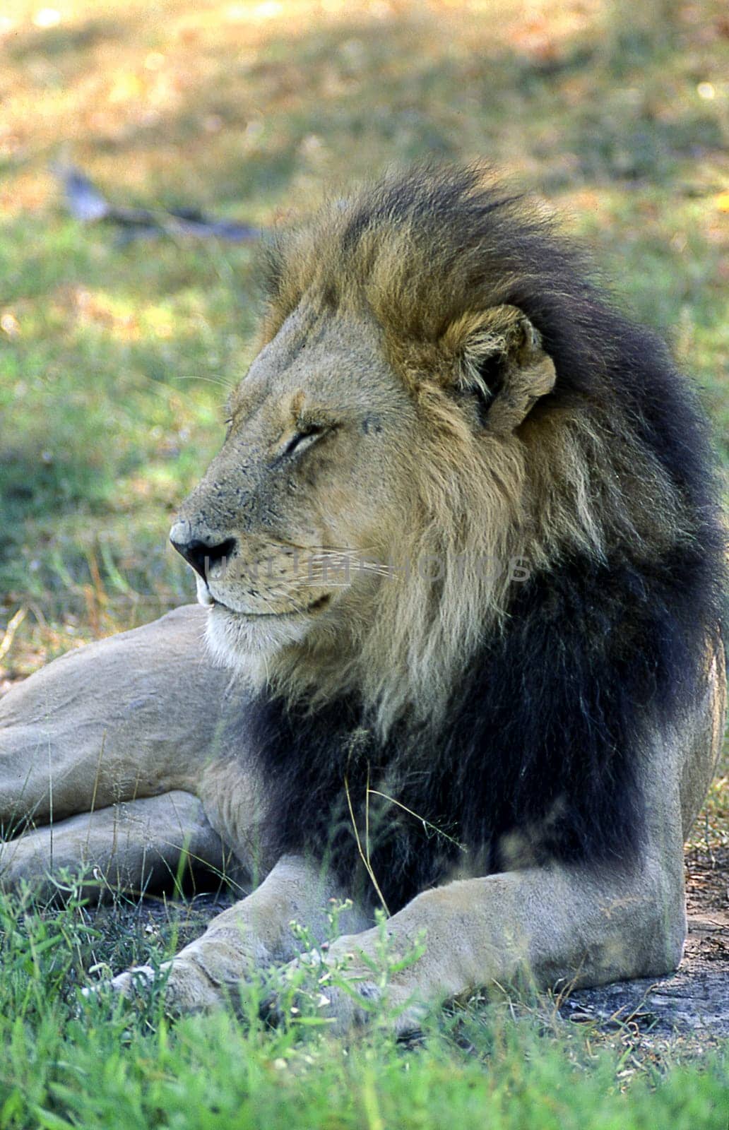 Lion (Panthera leo), Moremi Wildlife Reserve, Ngamiland, Botswana, Africa