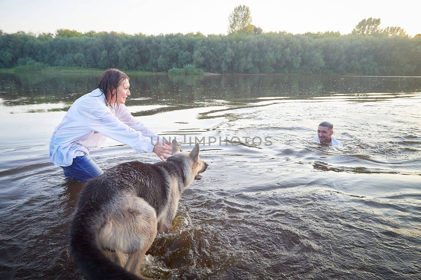 Beautiful adult couple has fun with bug dog shephers in nature in water of river or lake in summer evening at sunset. Guy and girl swim and relax with pet outdoors in clothes in white shirts and jeans by keleny