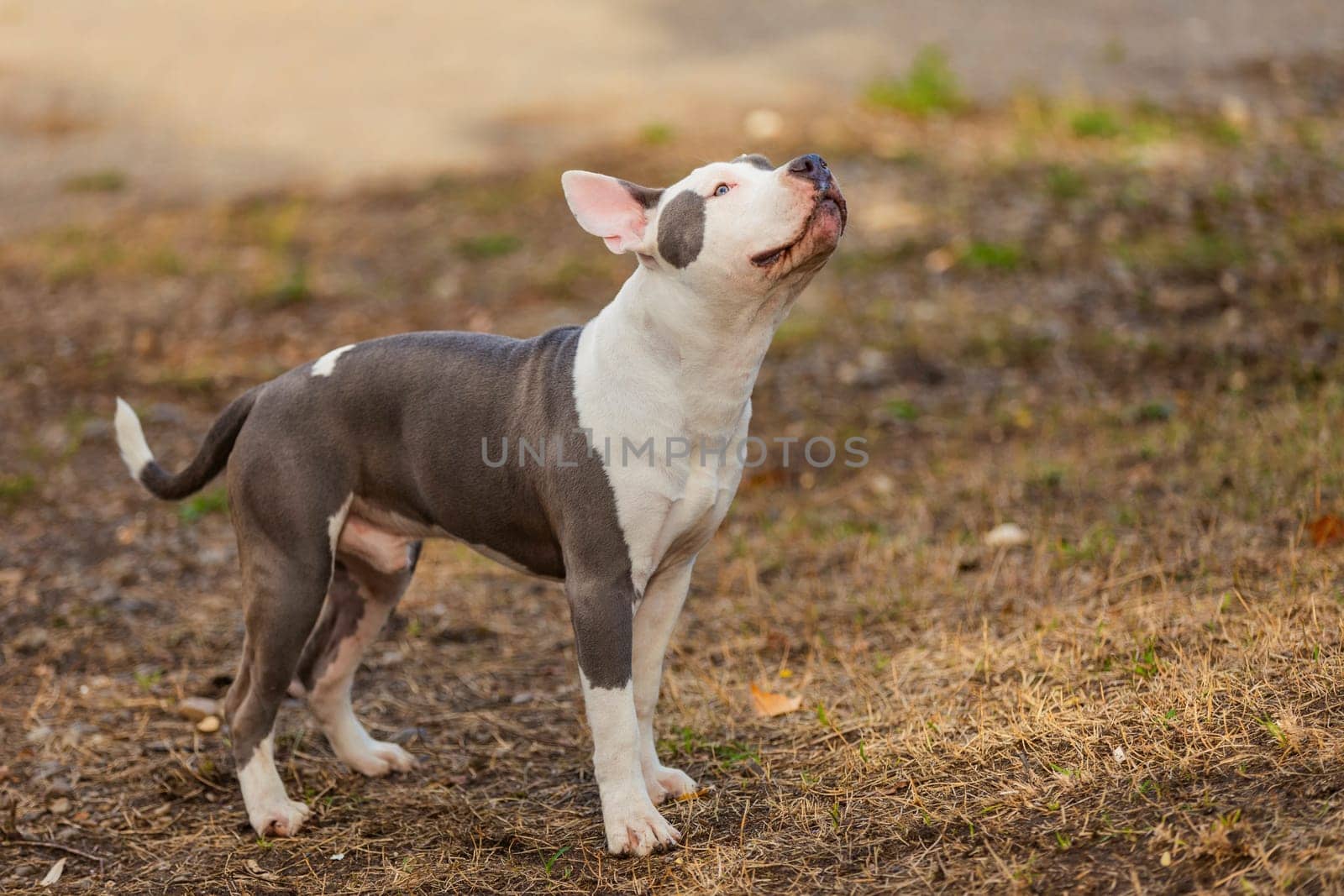 pit bull puppy playing on the playground by zokov