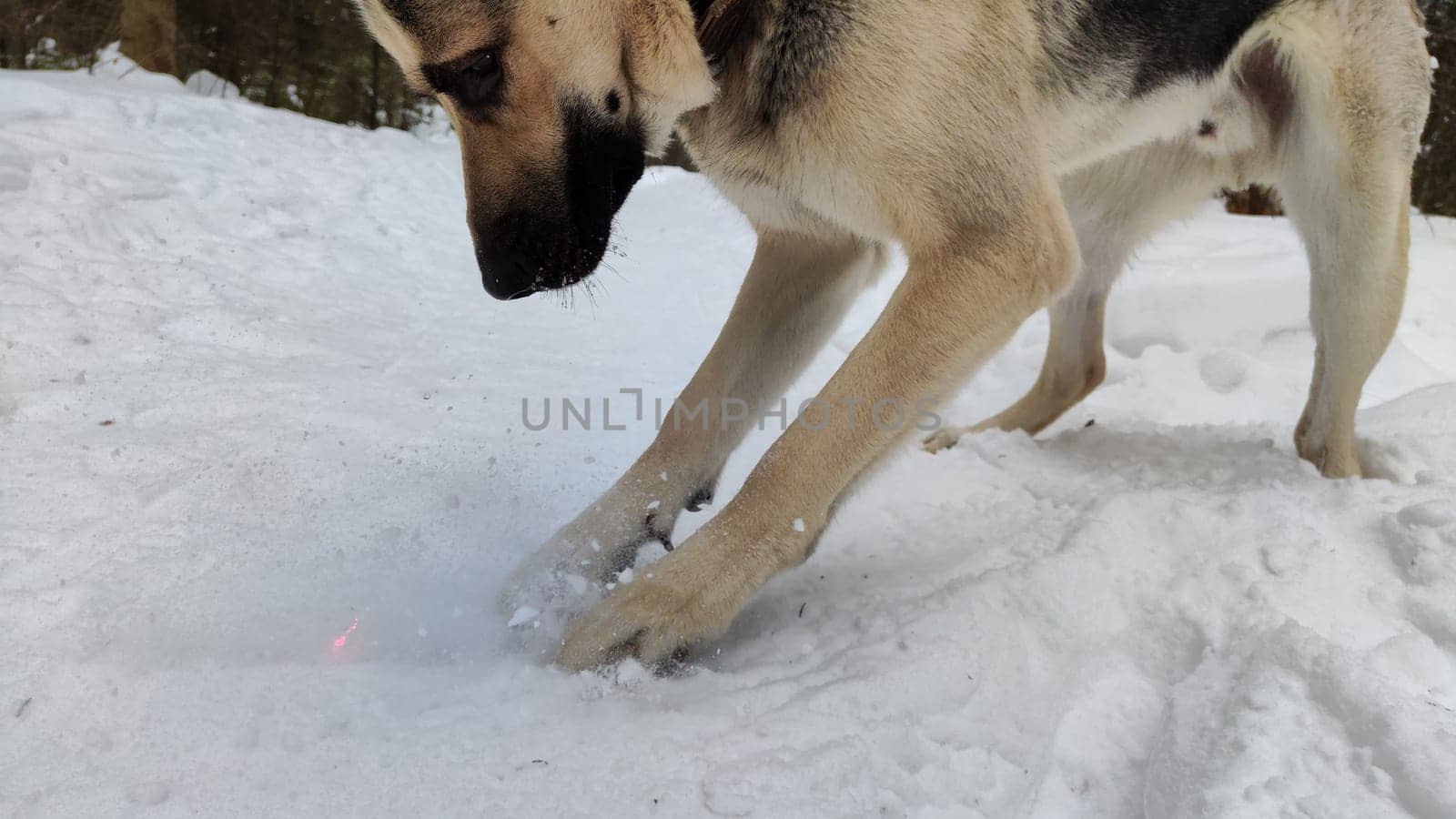 Dog German Shepherd on white snow in a winter day. Eastern European dog veo searches, digs, catches, follows the trail in cold weather. The dog mice and hunts small animals in the snow by keleny