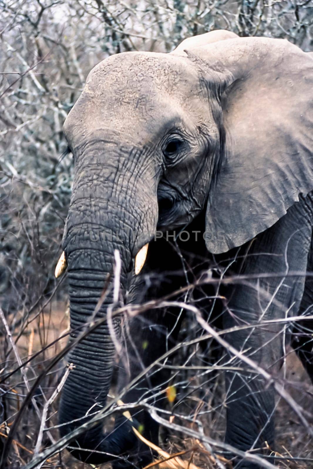 Elephant, (Loxodonta africana), Kruger National Park, Mpumalanga, South Africa, Africa