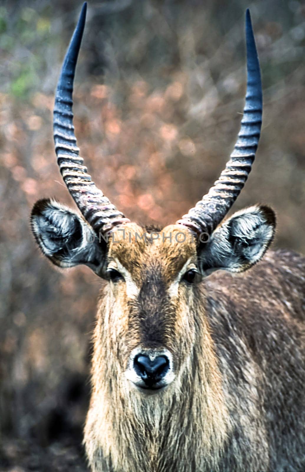 Waterbuck, (Kobus ellipsiprymnus), Kruger National Park, Mpumalanga, South Africa, Africa