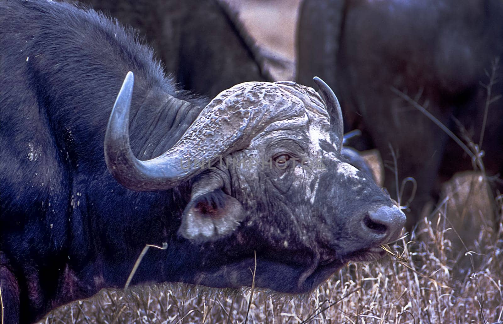 Buffalo, (Syncerus caffer), Kruger National Park, Mpumalanga, South Africa, Africa