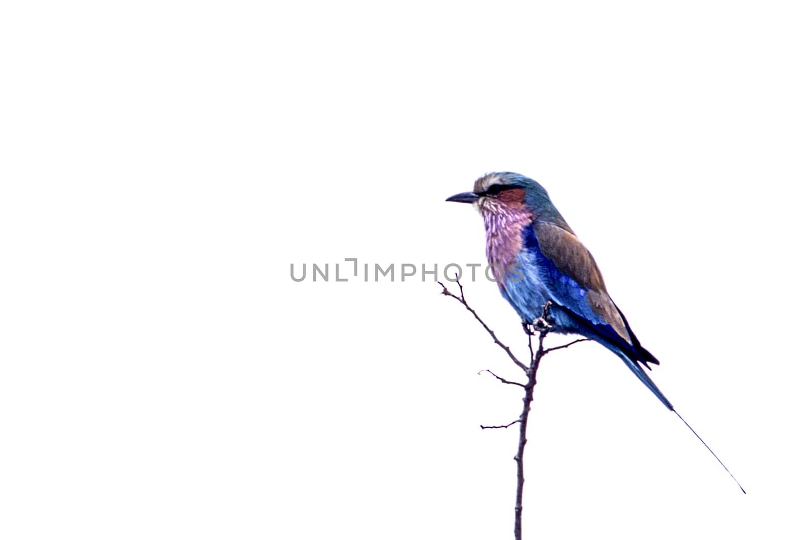 Lilacbreasted Roller, (Coracias caudata), Kruger National Park, Mpumalanga, South Africa, Africa