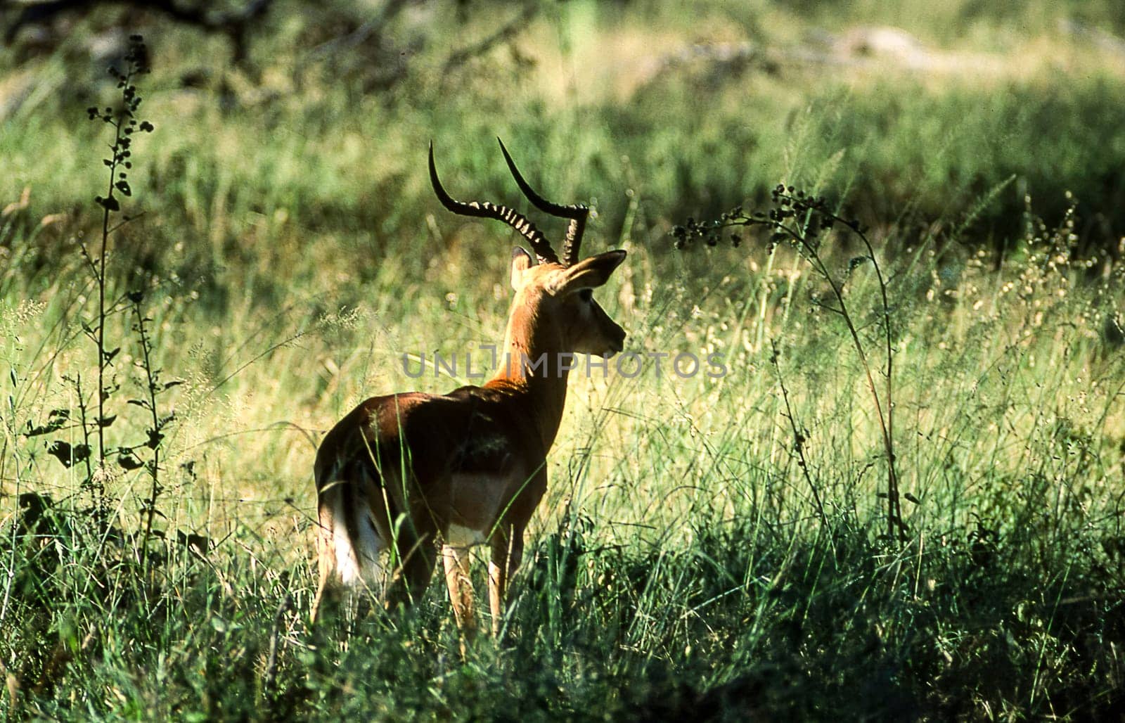 Impala (Aepyceros melampus), Moremi Wildlife Reserve, Ngamiland, Botswana, Africa