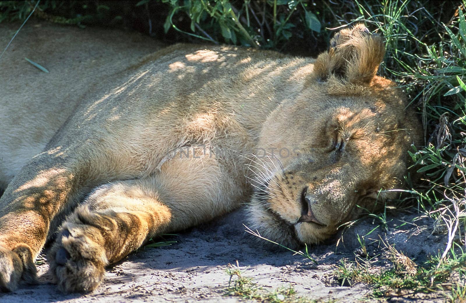 Lion (Panthera leo), Moremi Wildlife Reserve, Ngamiland, Botswana, Africa