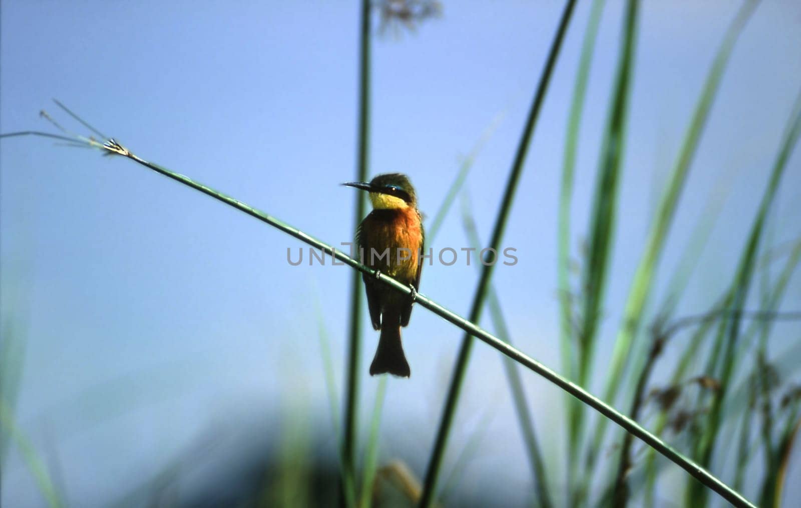 Little Bee-eater (Merops pusillus), Moremi Wildlife Reserve, Ngamiland, Botswana, Africa