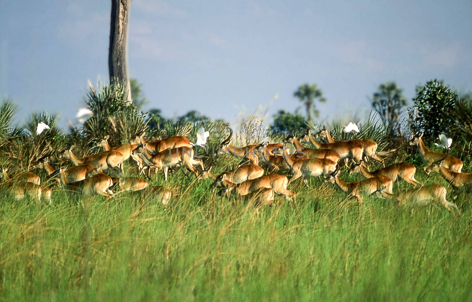 Lechwe (Kobus leche), Okavango Delta, Okavango Delta, Ngamiland, Botswana, Africa