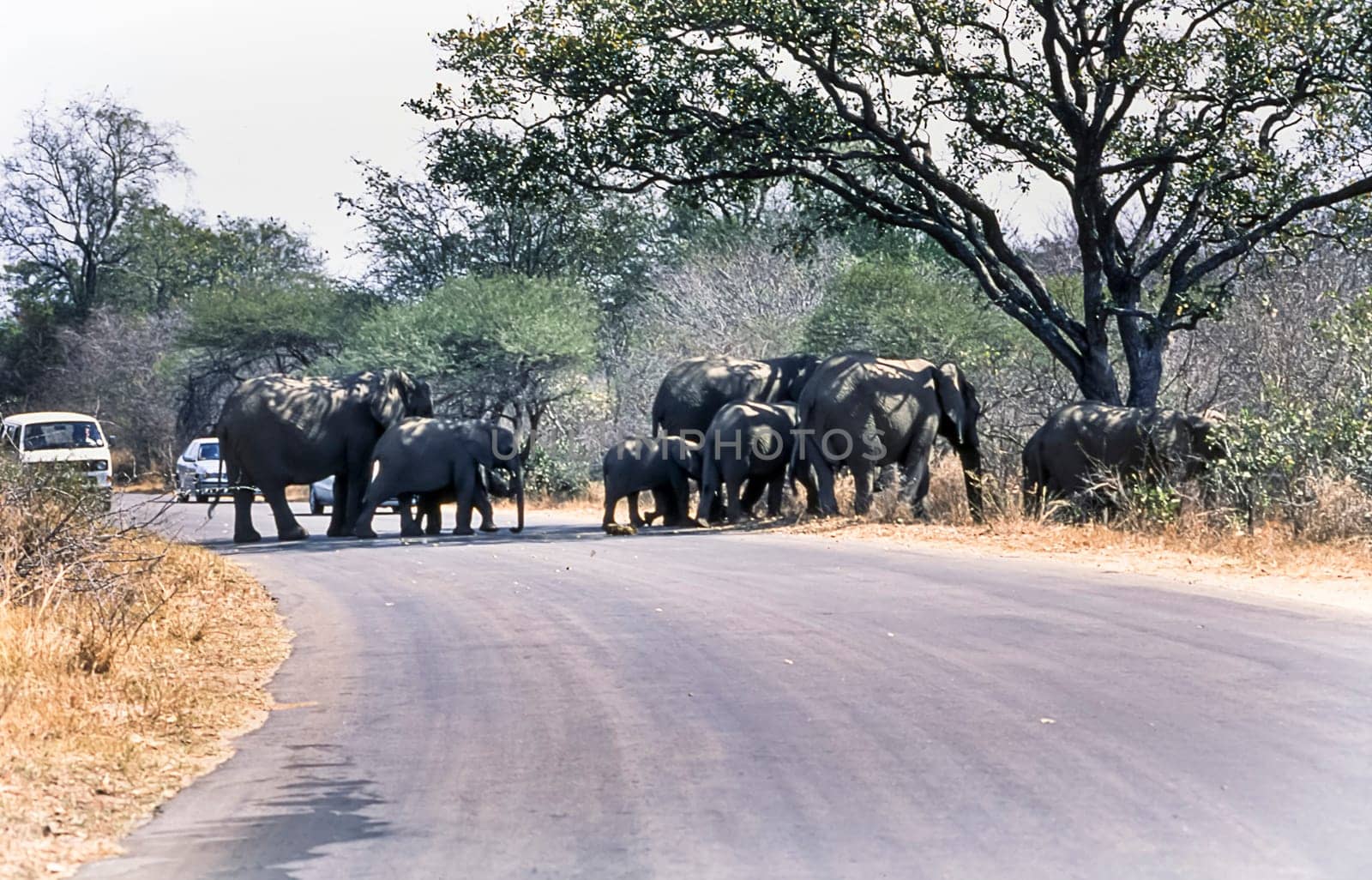 Elephant, (Loxodonta africana), Kruger National Park, Mpumalanga, South Africa, Africa