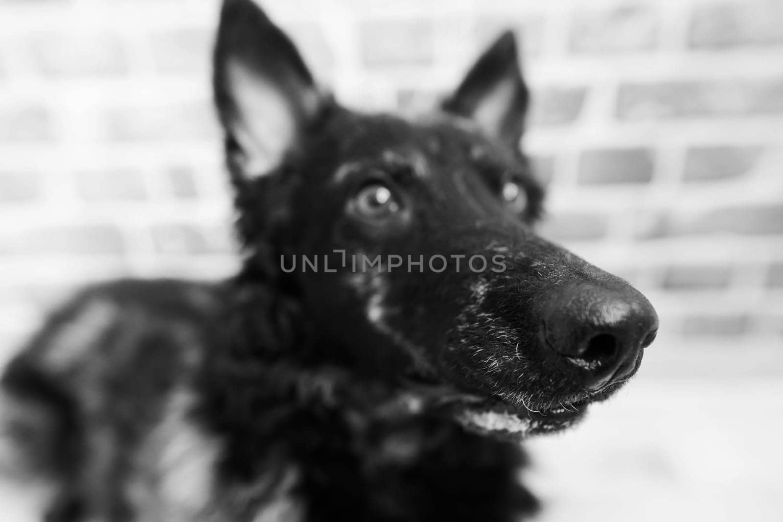 Black curly dog closeup portrait in a studio, posing, smiling