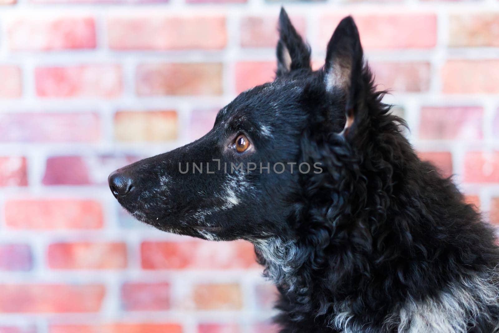 Black curly dog closeup portrait in studio, posing, smiling by Zelenin