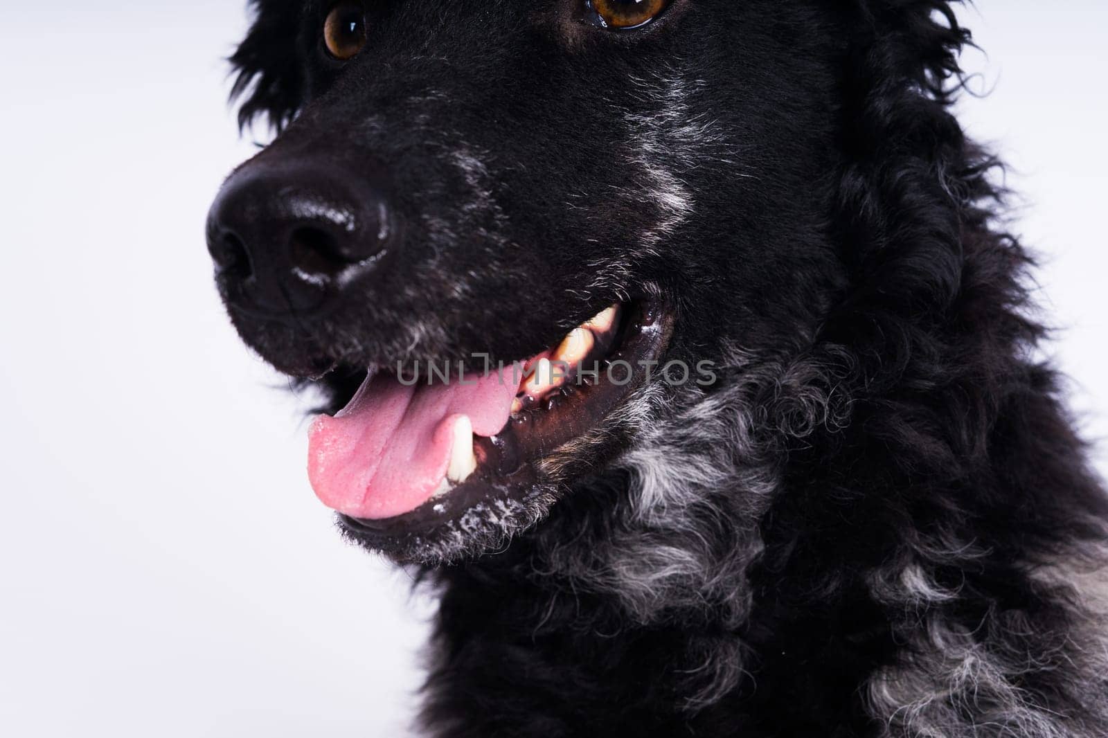 Black curly dog closeup portrait in a studio, posing, smiling