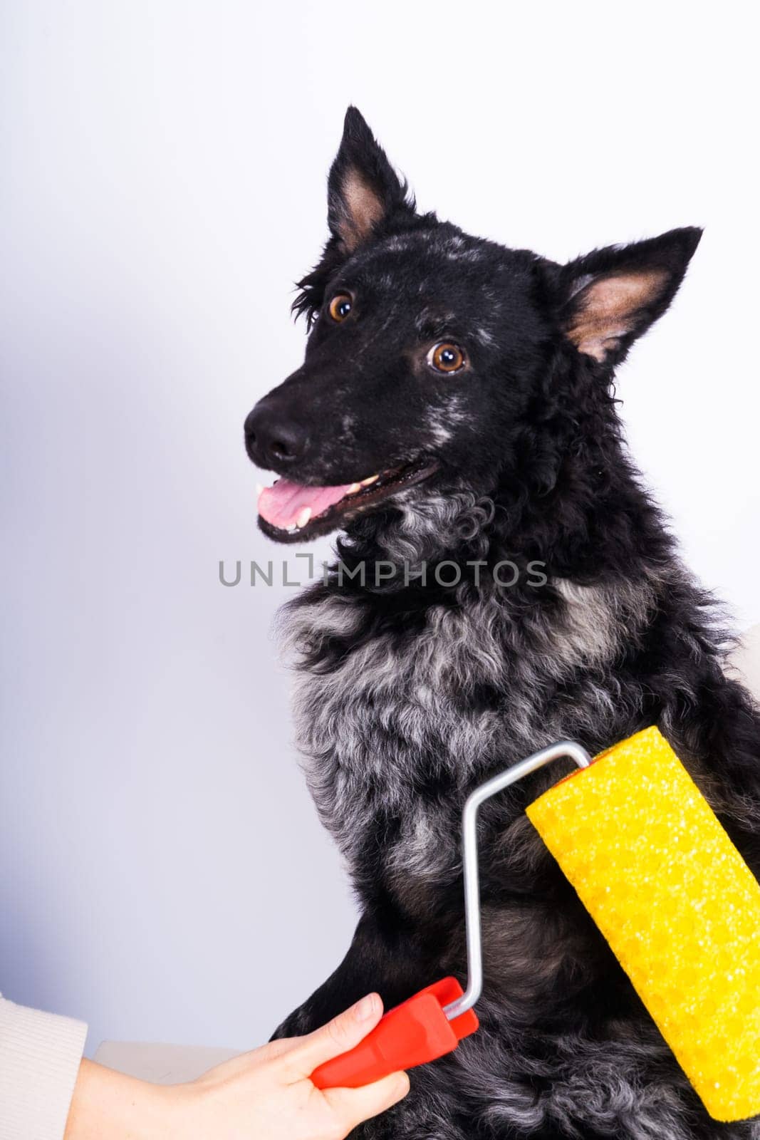 Man painting his dog doing renovation work in room. Good relationship between a dog and his owner by Zelenin