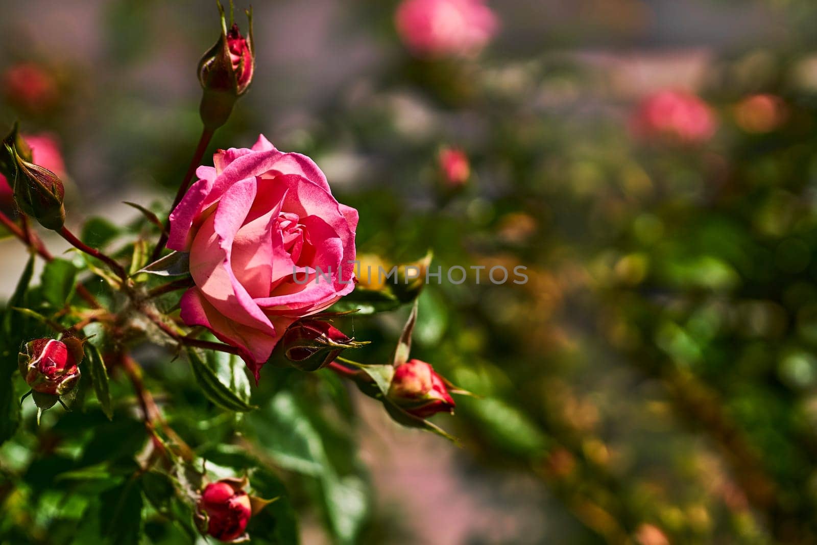 Sunny scarlet pink rose bush in a garden park. Love and tenderness. by jovani68