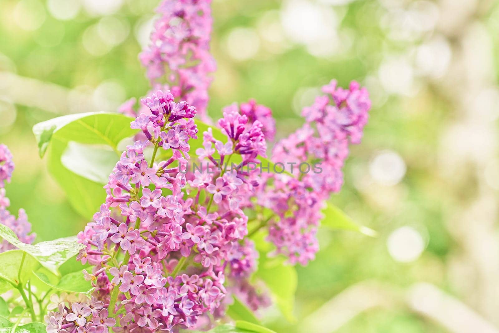 Cute tender pink lilac in a garden park. Love and tenderness. by jovani68