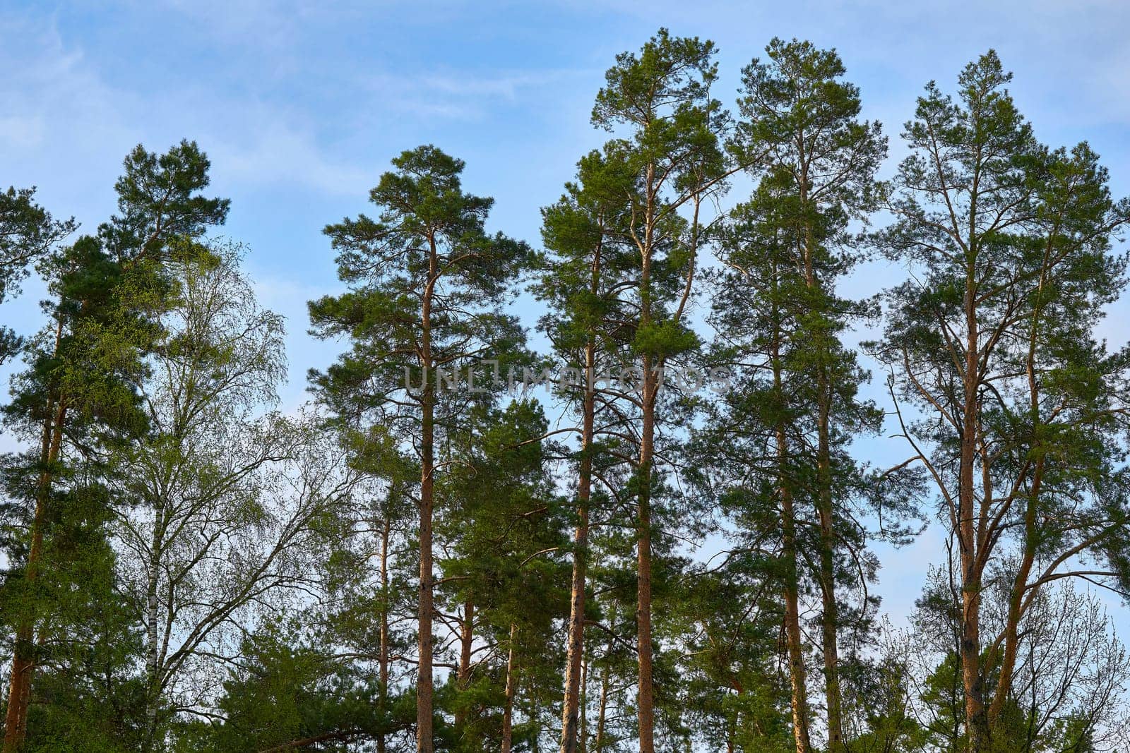 Young tall pines and spring trees against the blue sky by jovani68