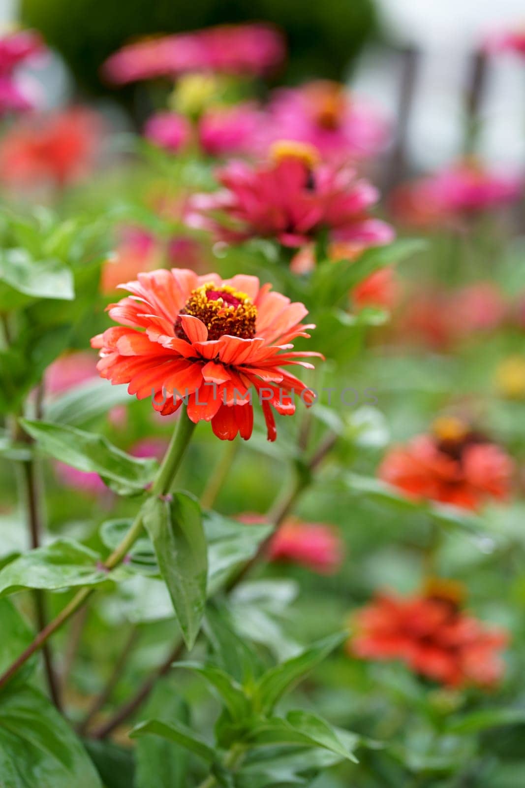 zinnia flowers in the sun in the garden. The common name for the flower is the major. Butterflies on summer flowers. Selective focus.