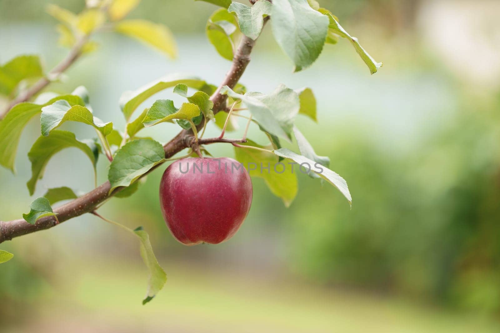 Apple tree in old orchard. apples ready for harvest in the apple plantation Lonely red ripe apple on a branch by aprilphoto