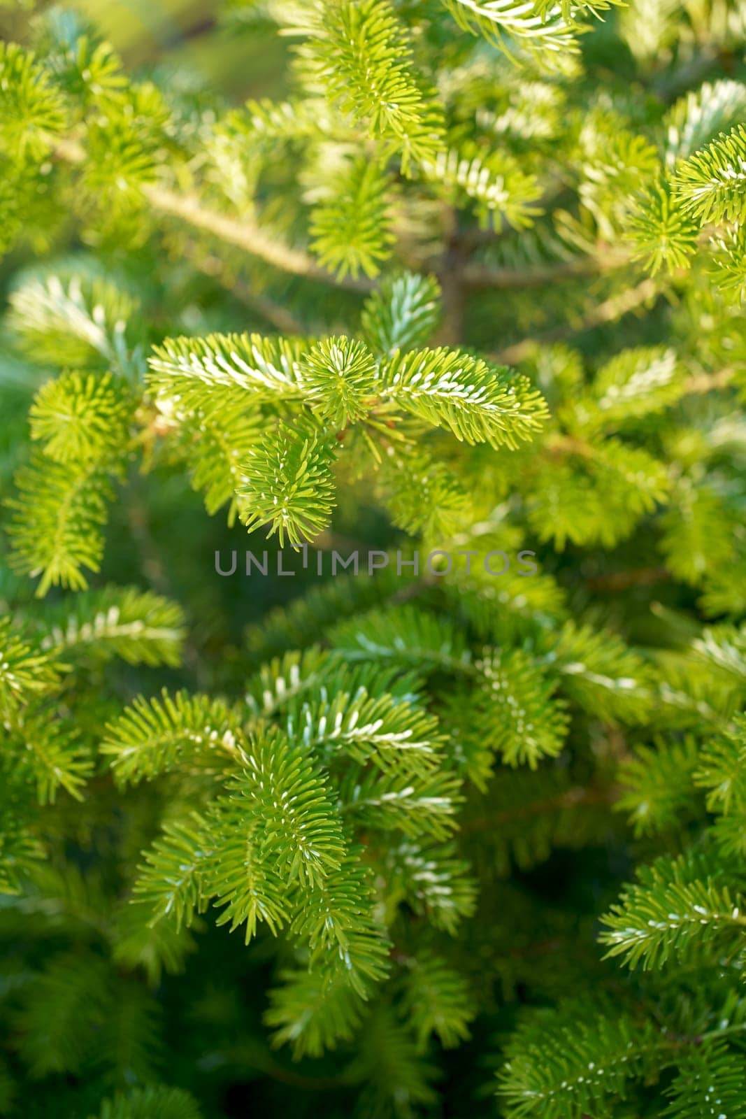 Norway spruce - Picea abies or European spruce new needles. Natural coniferous background texture.