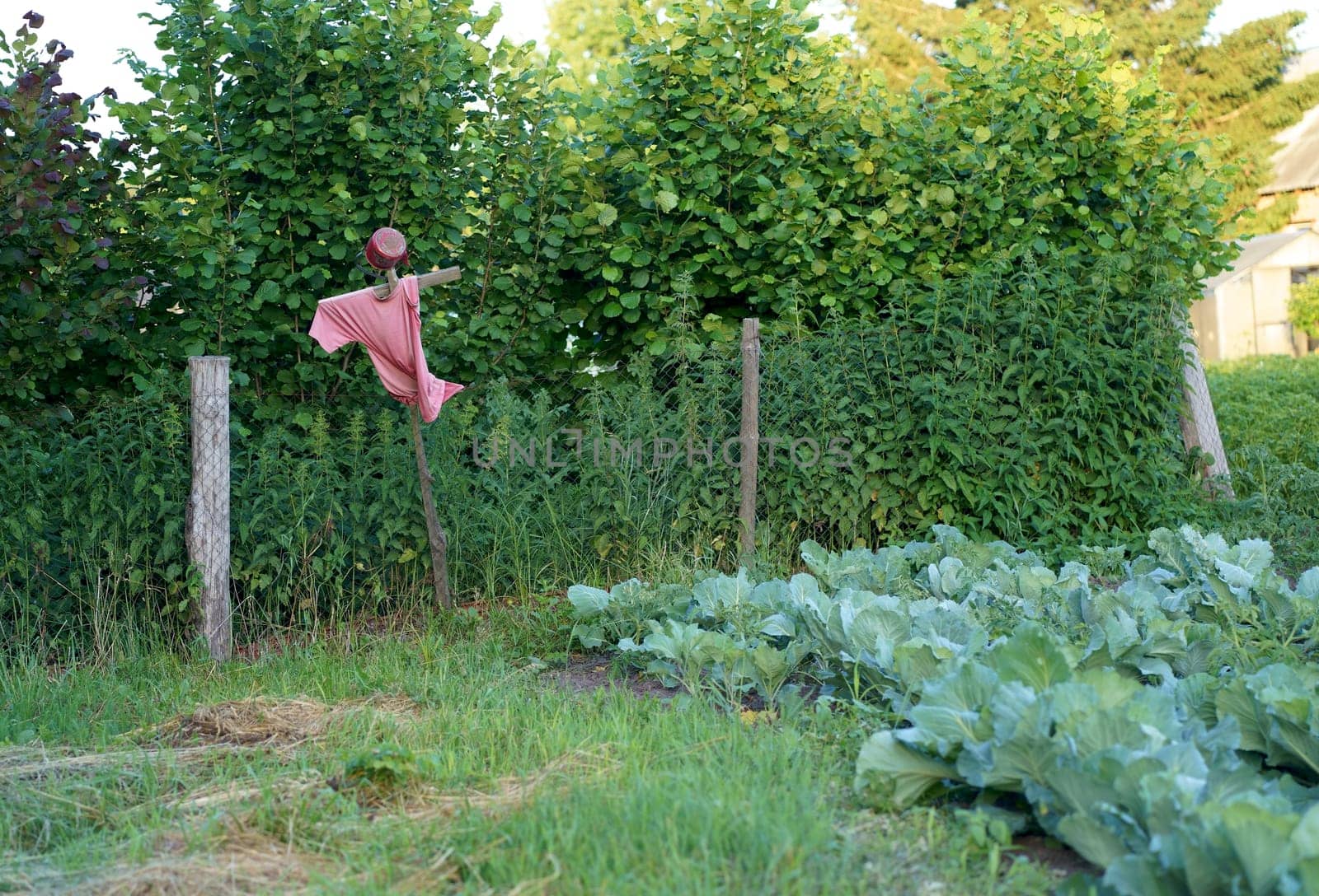 A scary scarecrow in the garden scares away hungry birds. Cabbage garden. A beautiful landscape consists of a scarecrow in a vegetable garden to protect the harvest. by aprilphoto