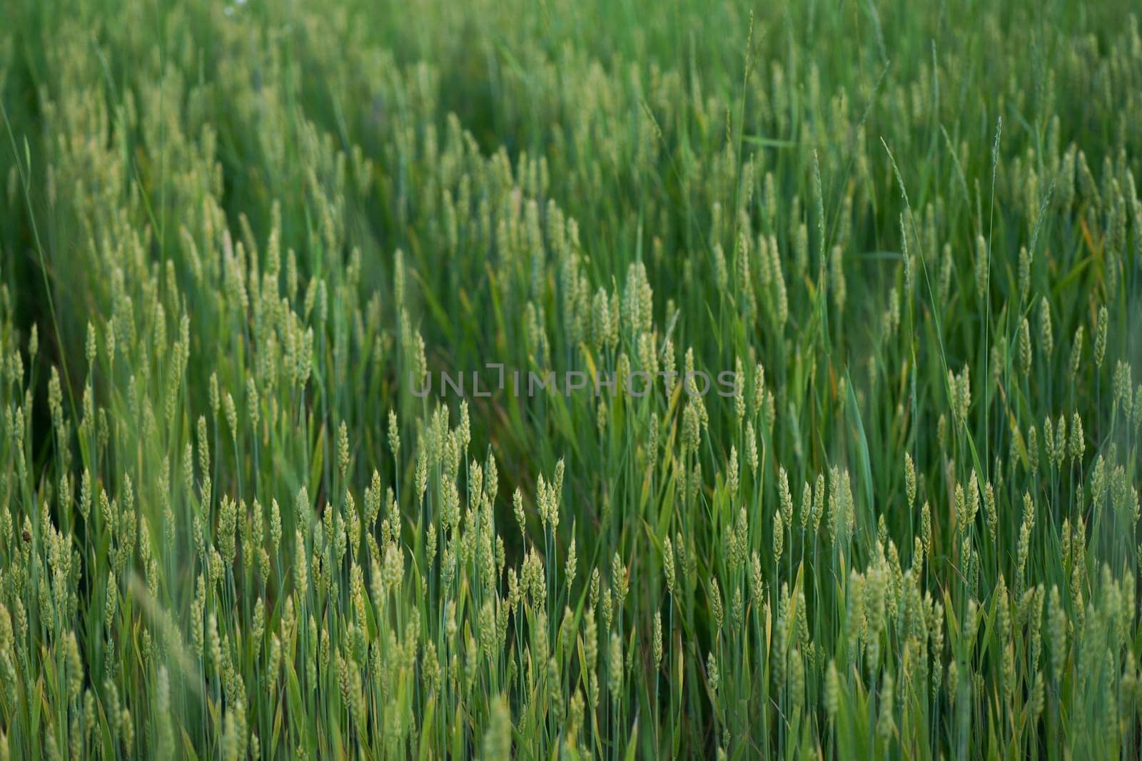 Wheat ears close-up in the sun. Immature wheat in the field and in the morning sun. Wheat in warm sunlight. Sun shine at wheat. by aprilphoto