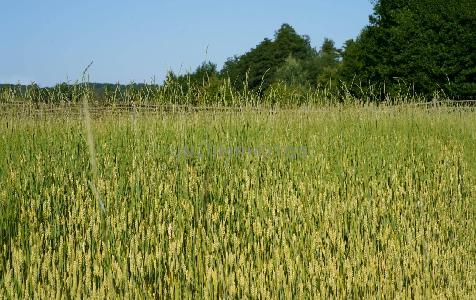 Wheat ears close-up in the sun. Immature wheat in the field and in the morning sun. Wheat in warm sunlight.