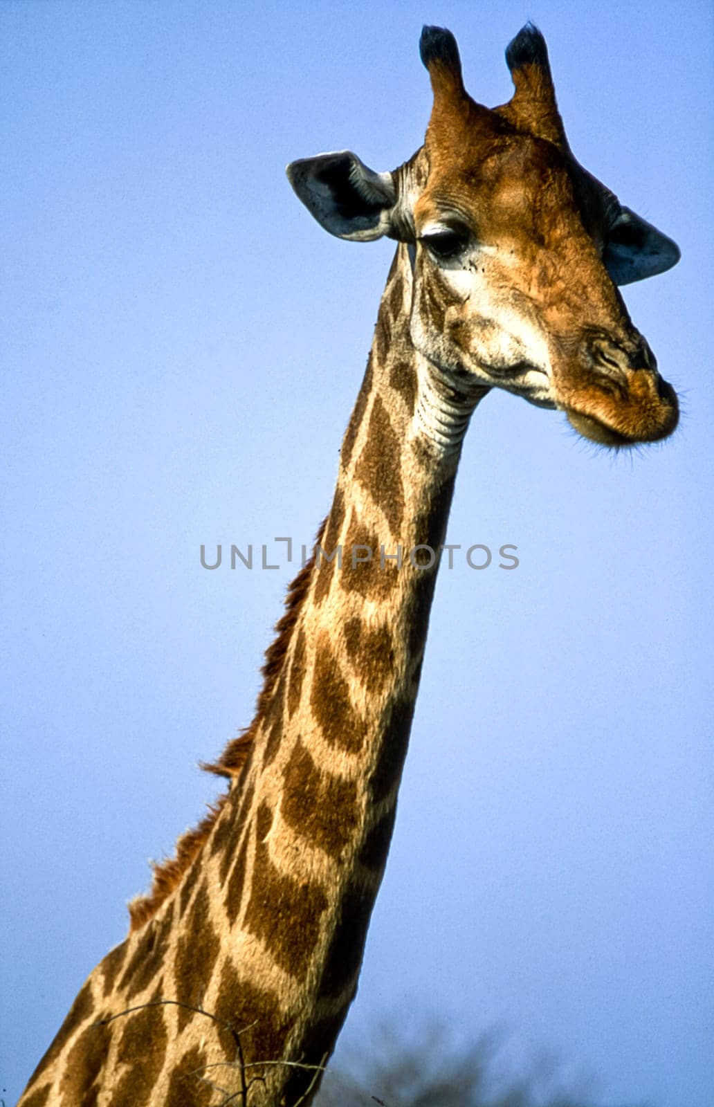 Giraffe, (Giraffa camelopardalis), Kruger National Park, Mpumalanga, South Africa, Africa