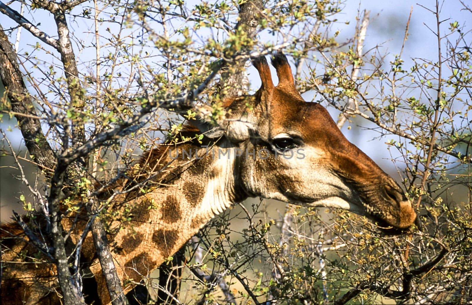Giraffe, (Giraffa camelopardalis), Kruger National Park, Mpumalanga, South Africa, Africa