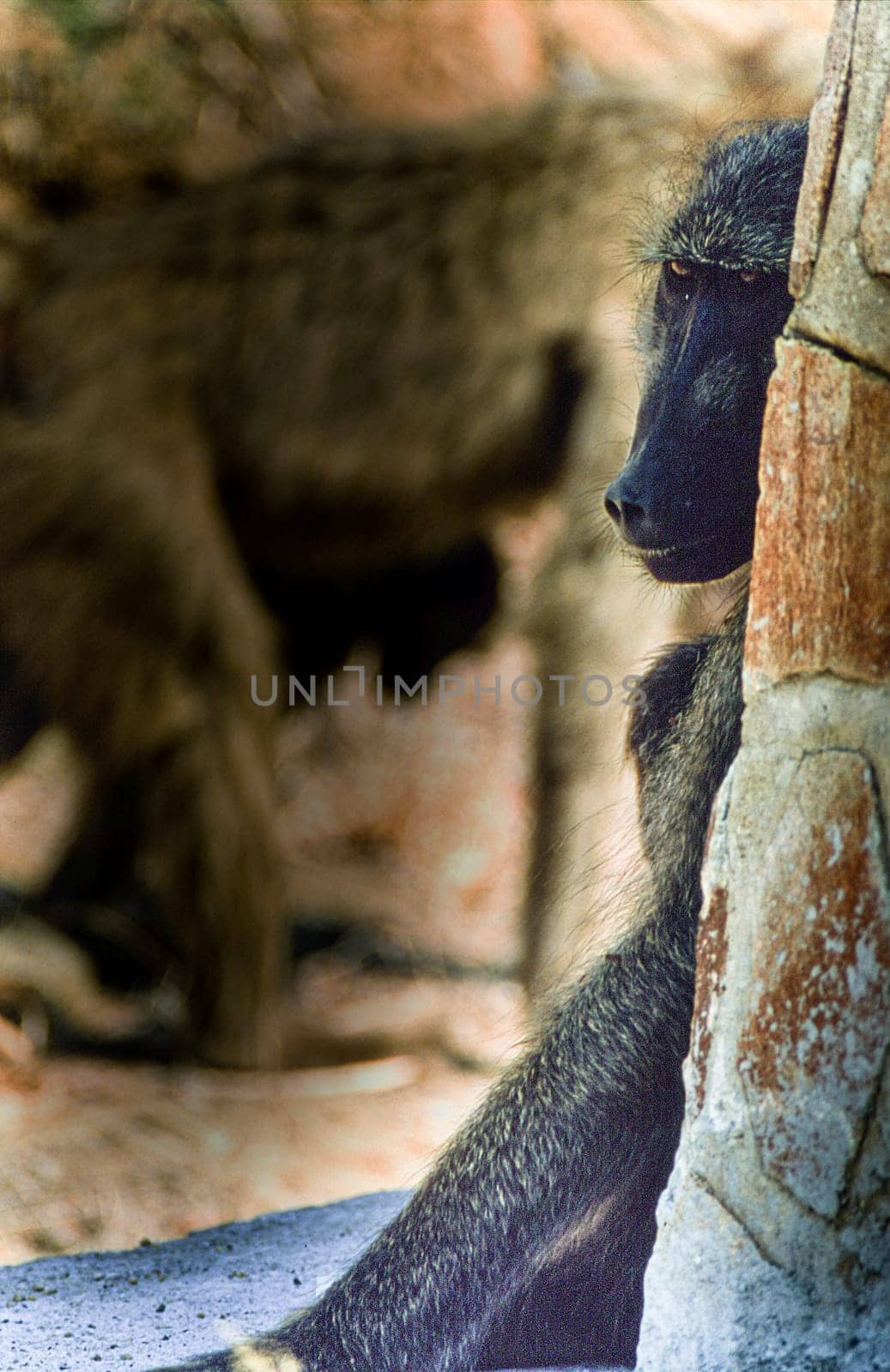 Savanna Baboon, (Papio cynocephalus ursinus), Kruger National Park, Mpumalanga, South Africa, Africa